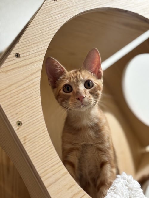JOHN JOHN - Domestic Short Hair / Domestic Short Hair available for adoption