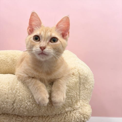 MANGONADA - Domestic Short Hair / Domestic Short Hair available for adoption