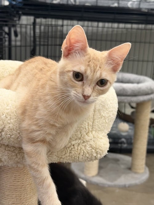 MANGONADA - Domestic Short Hair / Domestic Short Hair available for adoption