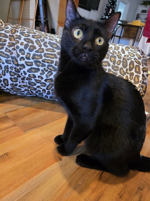 ABARACABRA (ABBI) - Domestic Short Hair / Domestic Short Hair available for adoption