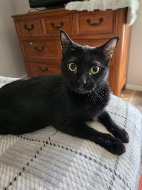 ABARACABRA (ABBI) - Domestic Short Hair / Domestic Short Hair available for adoption