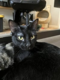 Abaracabra (Abbi) - Photo 4