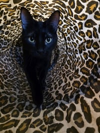 Abaracabra (Abbi) - Photo 3