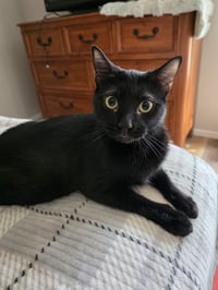 Abaracabra (Abbi) - Photo 2