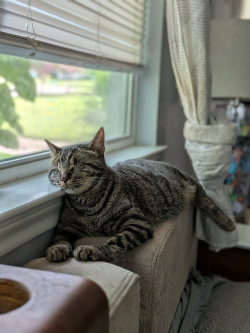 LUCIUS - Domestic Short Hair / Domestic Short Hair available for adoption