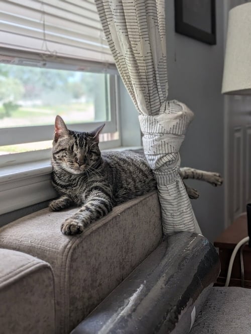 LUCIUS - Domestic Short Hair / Domestic Short Hair available for adoption