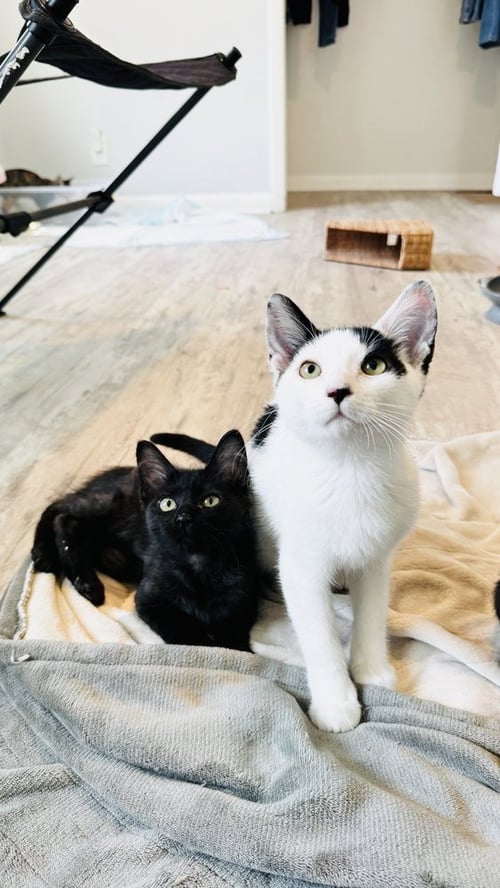 POTATO - Domestic Medium Hair / Domestic Medium Hair available for adoption