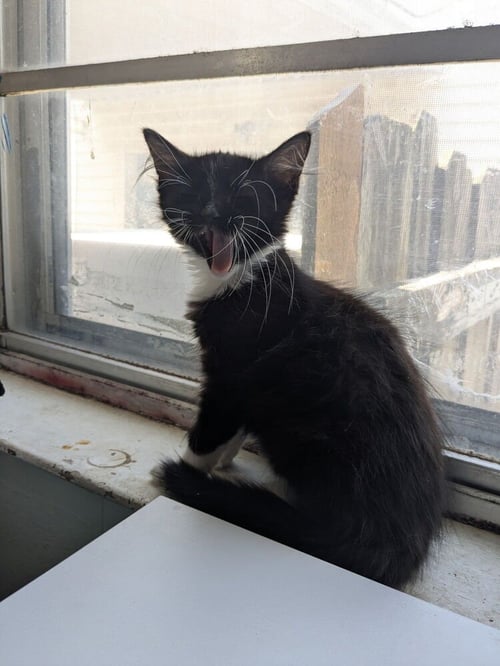 SAMBA - Domestic Medium Hair / Domestic Medium Hair available for adoption