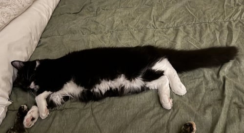 SAMBA - Domestic Medium Hair / Domestic Medium Hair available for adoption