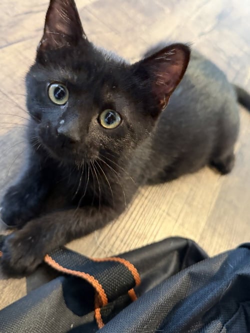 CASSIUS AU BELLONA - Domestic Short Hair / Domestic Short Hair available for adoption