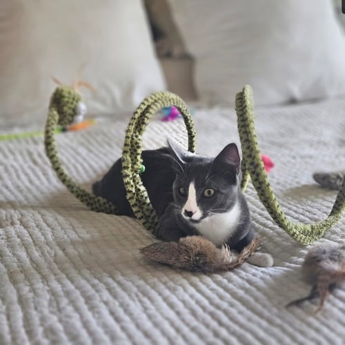 BEANS - Domestic Short Hair available for adoption