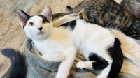 Cowpea - Photo 4