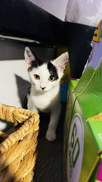 Cowpea - Photo 3