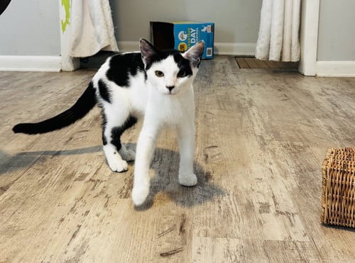 COWPEA - Domestic Short Hair / Domestic Short Hair available for adoption