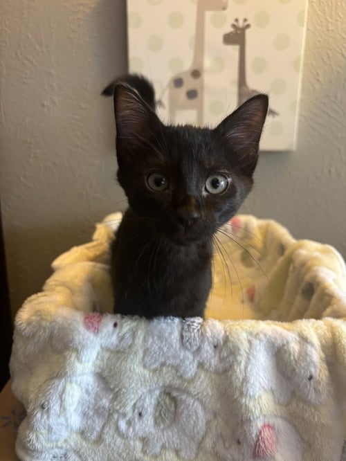 PURRTY - Domestic Short Hair / Domestic Short Hair available for adoption
