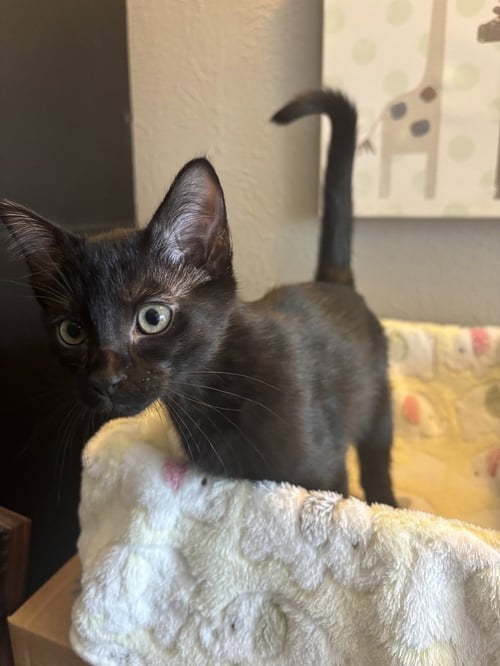 PURRTY - Domestic Short Hair / Domestic Short Hair available for adoption
