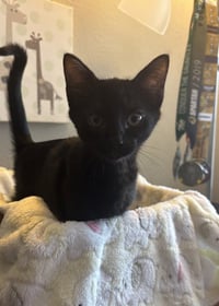 Purrty - Photo 3