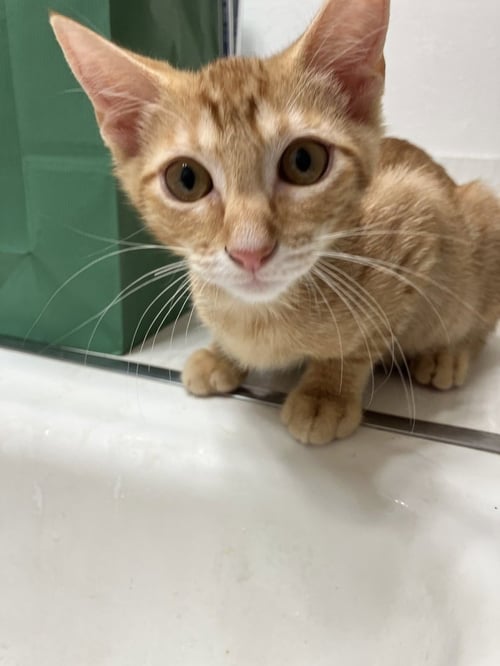 NODAVID - Domestic Short Hair / Domestic Short Hair available for adoption