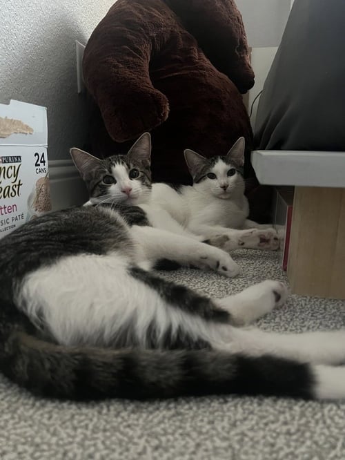 TOMMY - Domestic Short Hair / Domestic Short Hair available for adoption