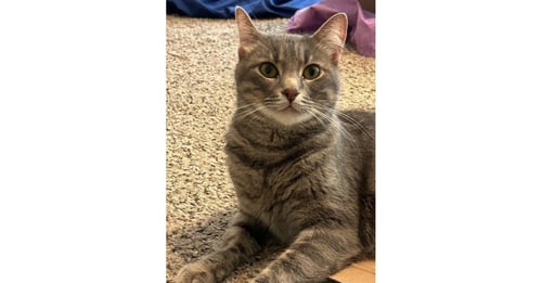JUNIE B JONES - Domestic Short Hair / Domestic Short Hair available for adoption