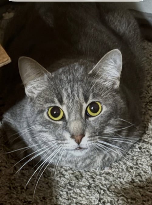 JUNIE B JONES - Domestic Short Hair / Domestic Short Hair available for adoption
