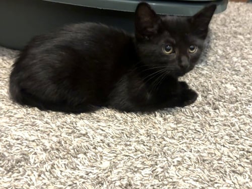BLACK PANTHER - Domestic Short Hair / Domestic Short Hair available for adoption