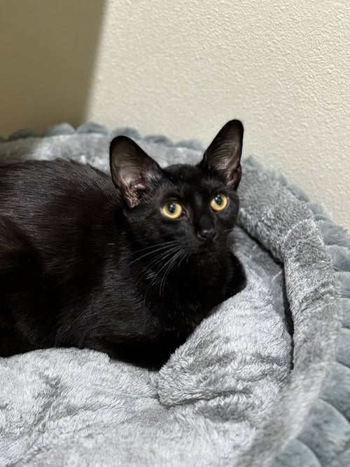 BLACK PANTHER