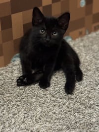 Black Panther - Photo 1