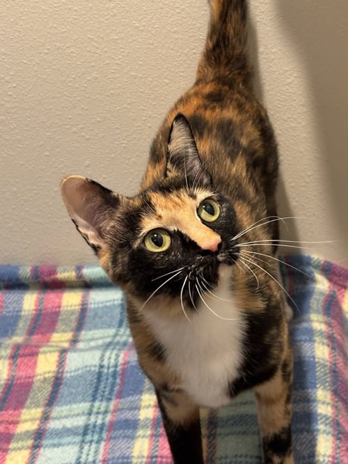 ARGENTINA - Domestic Short Hair / Calico available for adoption