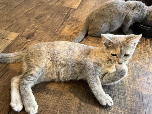 VIRGINIA AU AUGUSTUS - Domestic Short Hair / Domestic Short Hair available for adoption
