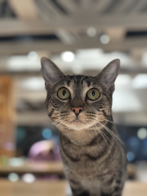 ATHENA M - Domestic Short Hair / Domestic Short Hair available for adoption