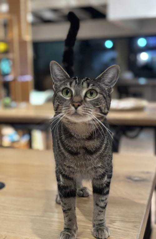 ATHENA M - Domestic Short Hair / Domestic Short Hair available for adoption
