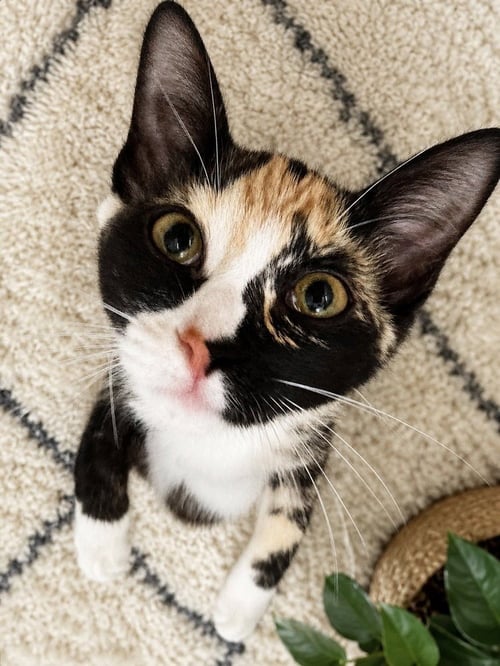 HATTIE JEAN - Calico / Domestic Short Hair available for adoption