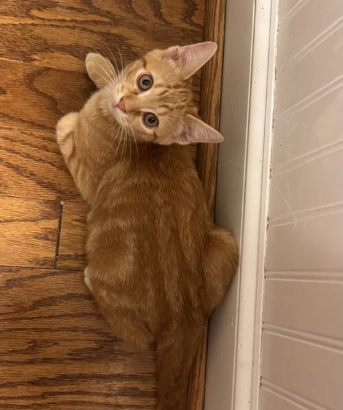 TUCKER FINN - Domestic Short Hair / Domestic Short Hair available for adoption