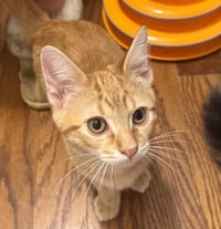 Tucker Finn - Photo 2
