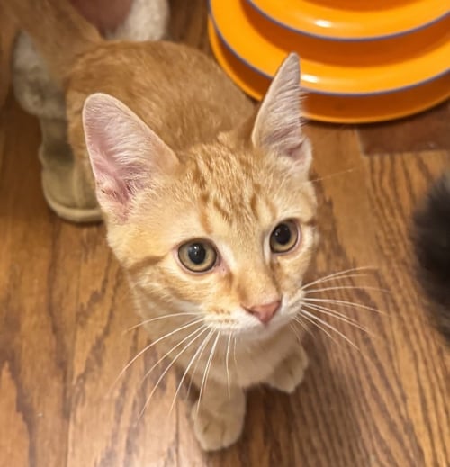 TUCKER FINN - Domestic Short Hair / Domestic Short Hair available for adoption