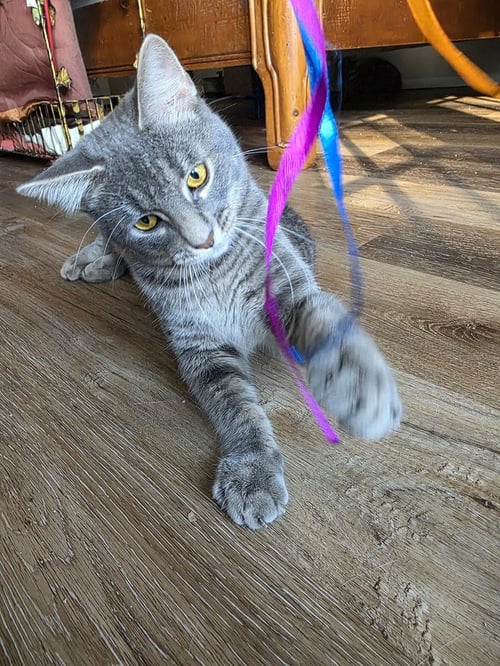 COBALT - Domestic Short Hair / Domestic Short Hair available for adoption