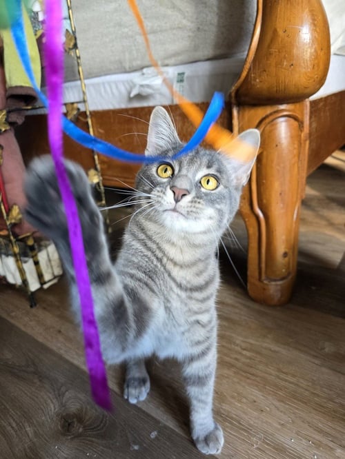 COBALT - Domestic Short Hair / Domestic Short Hair available for adoption
