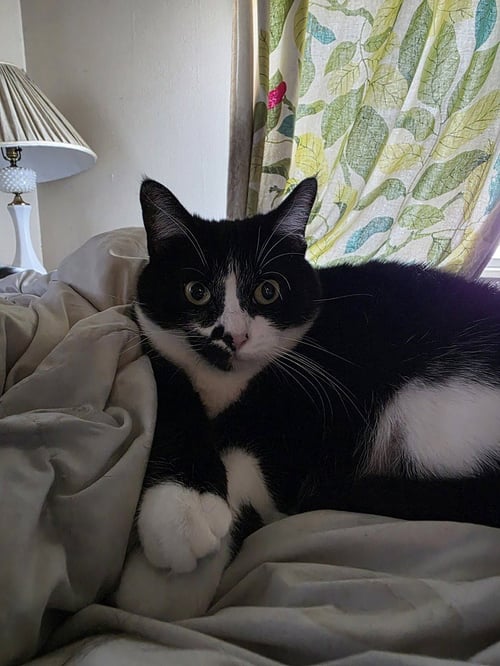 OLIVE OYL - Domestic Short Hair / Domestic Short Hair available for adoption