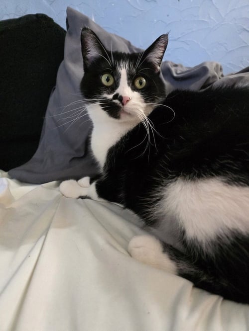 OLIVE OYL - Domestic Short Hair / Domestic Short Hair available for adoption