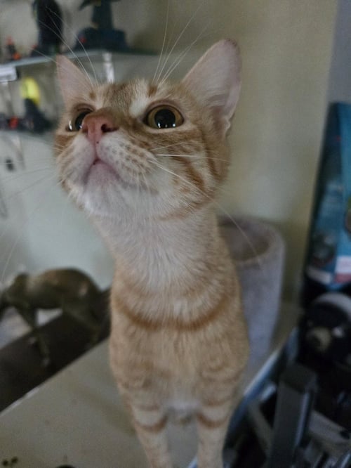 WELLBUTRIN - Domestic Short Hair / Domestic Short Hair available for adoption