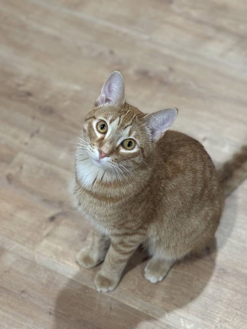 ERIC PENMAN - Domestic Short Hair / Domestic Short Hair available for adoption