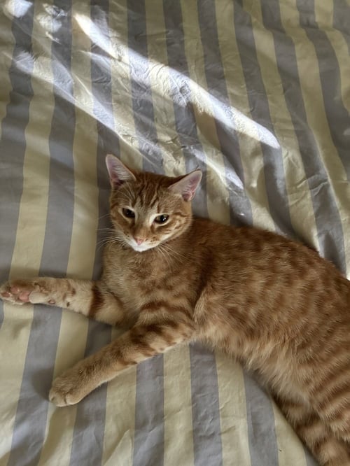 ERIC PENMAN - Domestic Short Hair / Domestic Short Hair available for adoption