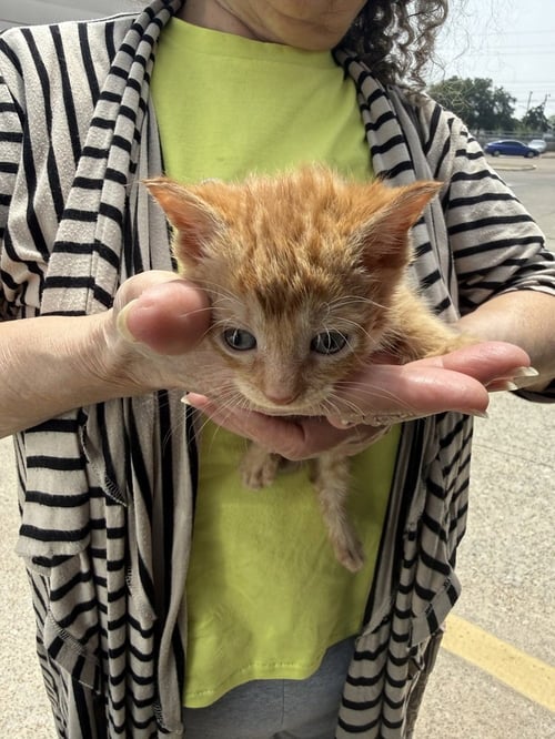 PICKLEBALL - Domestic Short Hair / Domestic Short Hair available for adoption