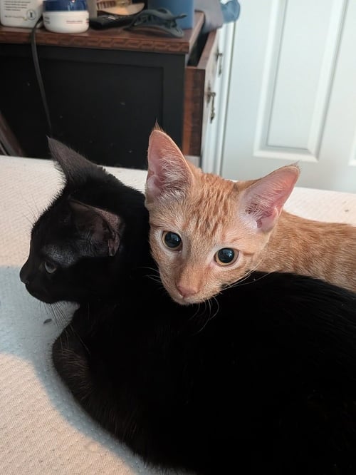 PICKLEBALL - Domestic Short Hair / Domestic Short Hair available for adoption
