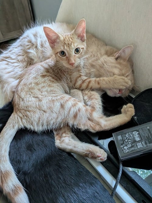 PICKLEBALL - Domestic Short Hair / Domestic Short Hair available for adoption