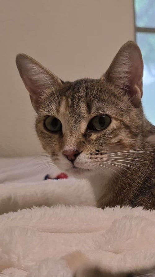 STARLIGHT DELIGHT (STAR) - Calico / Domestic Short Hair available for adoption