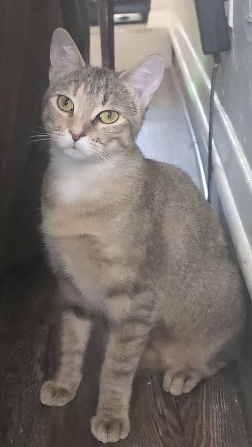 STARLIGHT DELIGHT (STAR) - Calico / Domestic Short Hair available for adoption