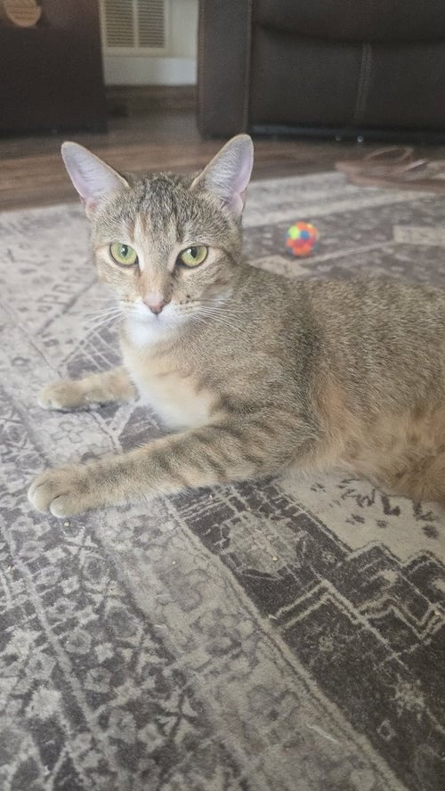 STARLIGHT DELIGHT (STAR) - Calico / Domestic Short Hair available for adoption