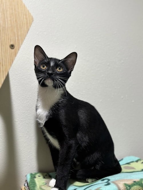 CAPTAIN AMERICA - Domestic Short Hair / Domestic Short Hair available for adoption